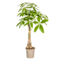 Money Tree Pachira Aquatica - Houseplant Ø21cm ↕90-110cm - Braided Trunk - Easy Care