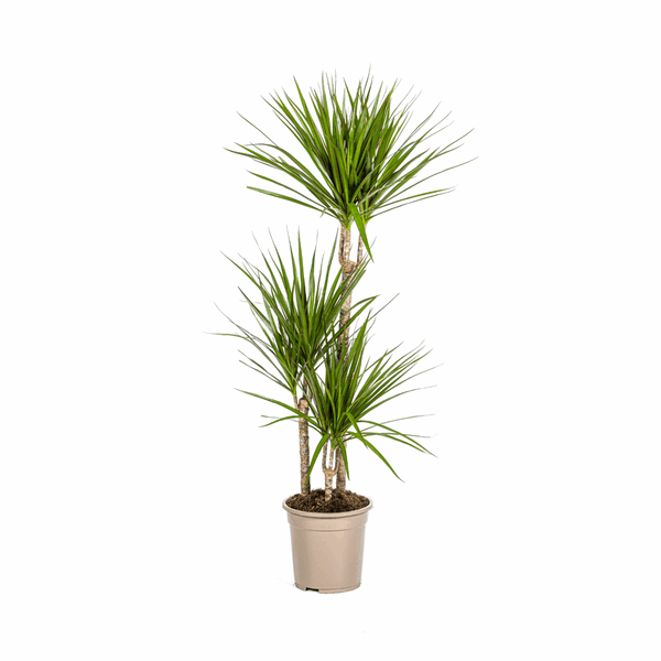 Dracaena Marginata Green – Dragon Tree – Houseplant Ø21cm ↕110-130cm – Dark Green Leaves – Easy to Care For