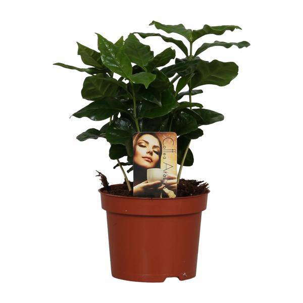 Coffee Plant – Coffea Arabica – Houseplant – Ø12cm ↕25cm – Aromatic Decor – Easy Care – Partial Shade – Tropical